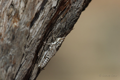 Monistria pustulifera