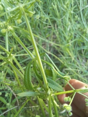 Galium tomentosum