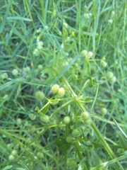 Galium tomentosum