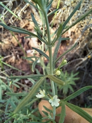 Teucrium africanum