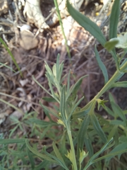 Teucrium africanum