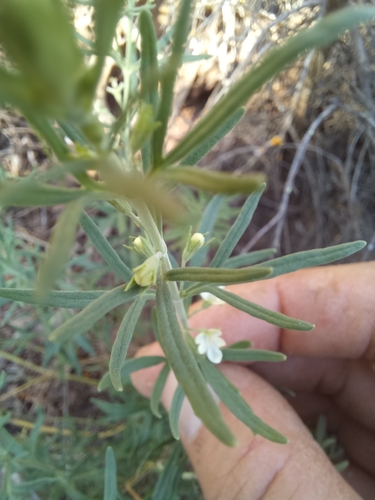 Image of Teucrium africanum by (c) kevin koen, some rights reserved (CC BY-SA)