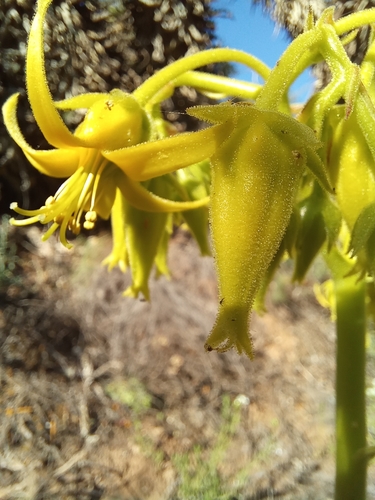 Cotyledon cuneata