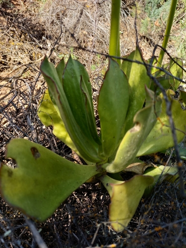 Cotyledon cuneata