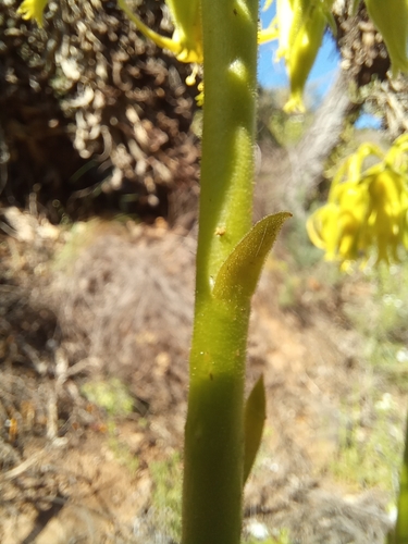 Cotyledon cuneata