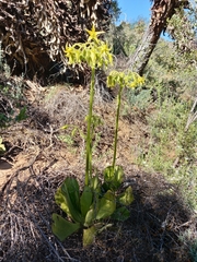 Cotyledon cuneata