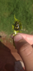 Rutela