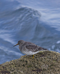 Calidris maritima