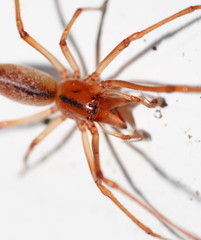 Cheiracanthium gracile