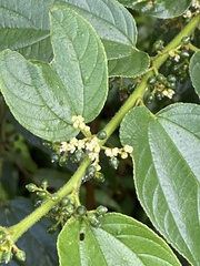 Trema micrantha