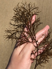 Gongolaria