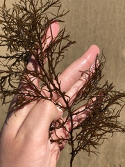Gongolaria