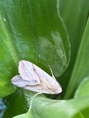 Lepidoptera