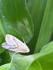 Lepidoptera