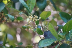 Planchonella australis