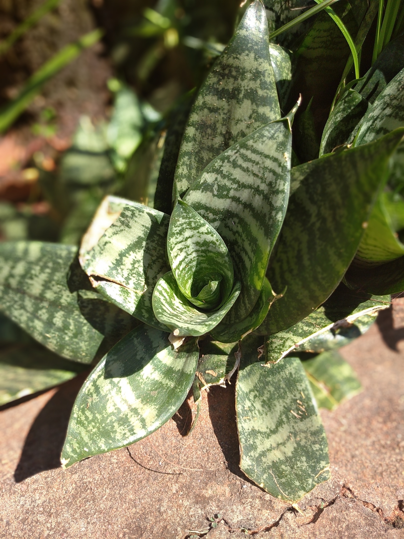Sansevieria trifasciata