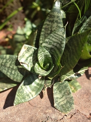 Sansevieria trifasciata