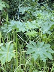 Ricinus communis