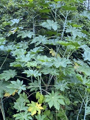 Ricinus communis