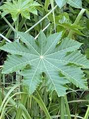 Ricinus communis