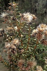Olearia cymbifolia