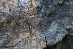 Lithobius calcaratus