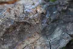 Lithobius calcaratus