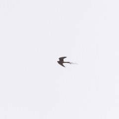 Falco tinnunculus