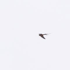 Falco tinnunculus
