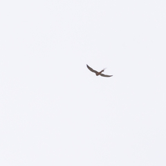 Falco tinnunculus