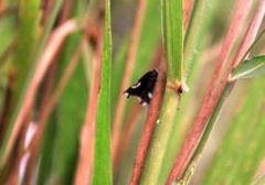 Notocrypta paralysos