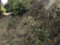 Olearia cymbifolia