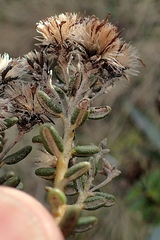 Olearia cymbifolia