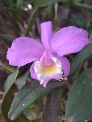 Cattleya
