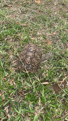 Stigmochelys pardalis