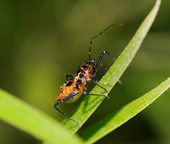 Gminatus australis