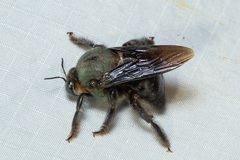 Xylocopa caerulea