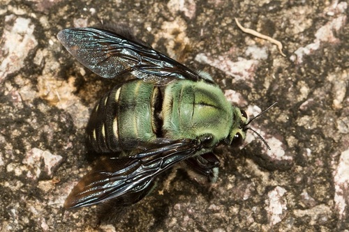 Photo of Grubauer's Carpenter (Xylocopa grubaueri)