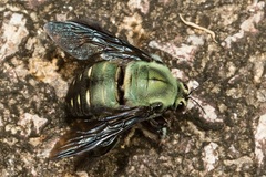 Xylocopa grubaueri