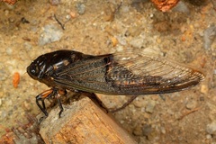 Cryptotympana aquila
