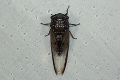 Cryptotympana aquila