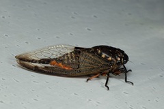 Cryptotympana aquila