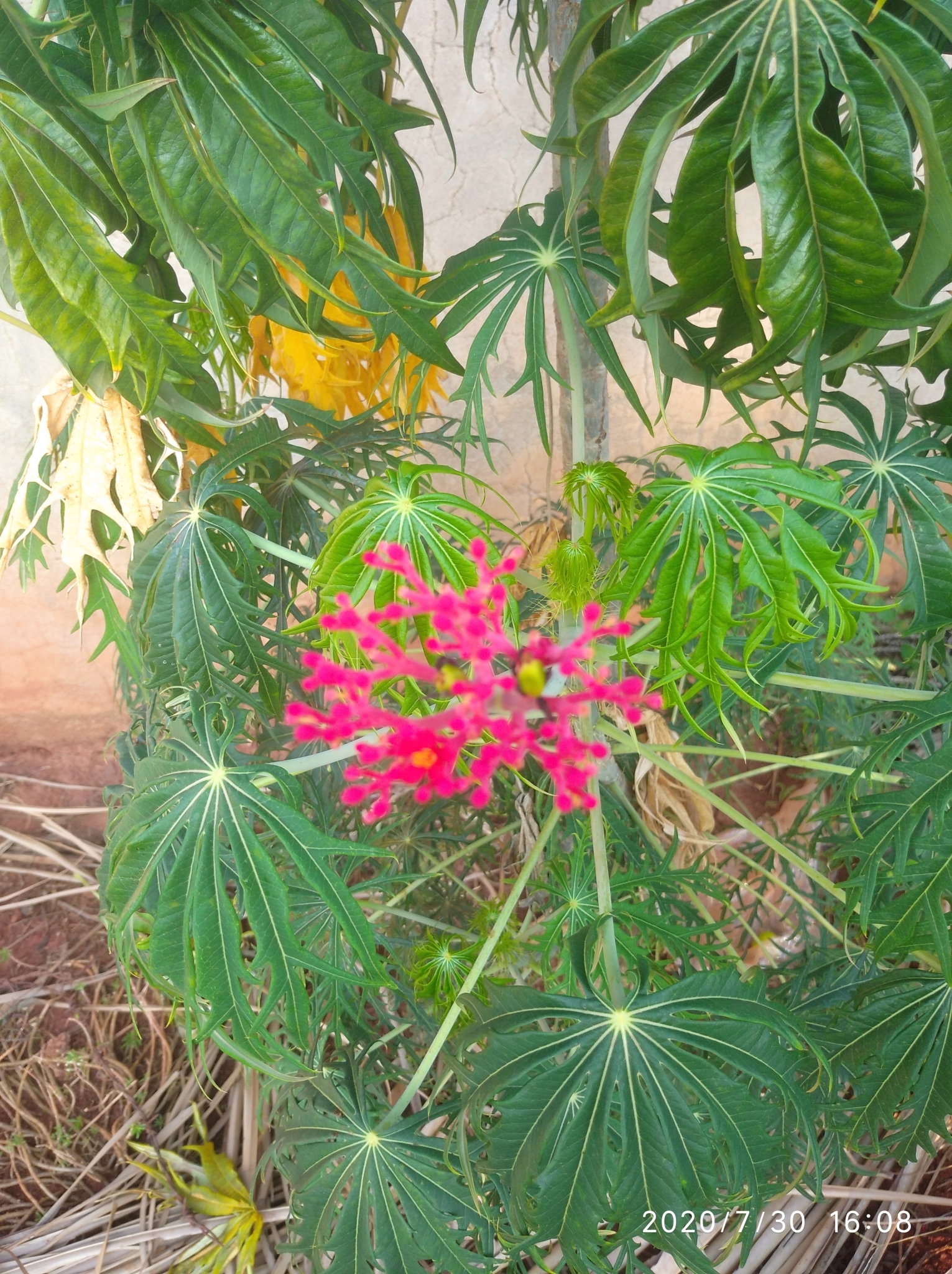 Jatropha multifida