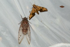 Megapomponia imperatoria