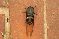 Chremistica guamusangensis