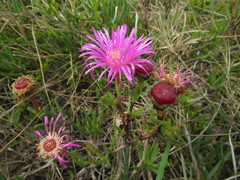 Lampranthus lavisii