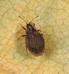 Acalypta parvula