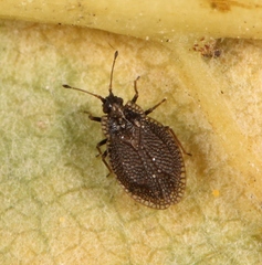 Acalypta parvula