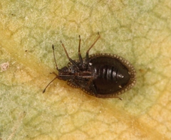 Acalypta parvula