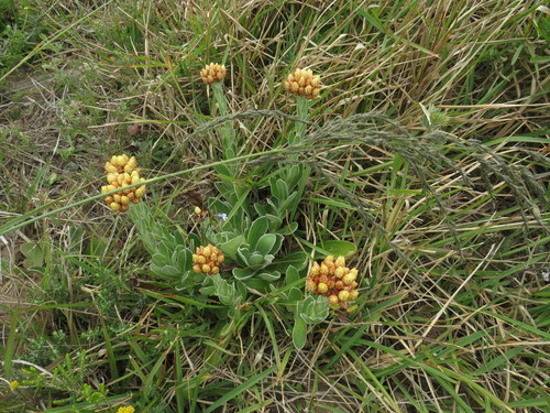 Image of Helichrysum appendiculatum by (c) James Deacon, some rights reserved (CC BY-SA)